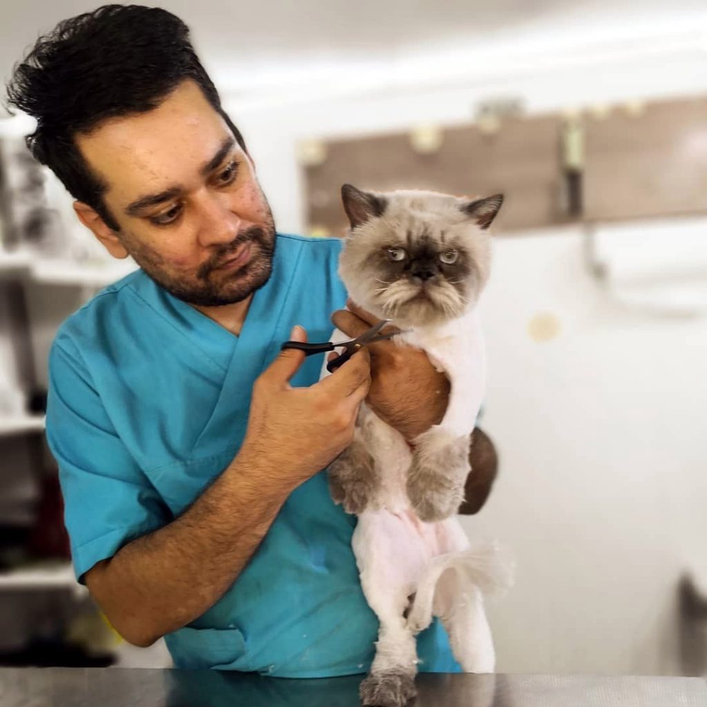 حسام حسینی آرایشگر حرفه ای گربه پرشین در تهران
