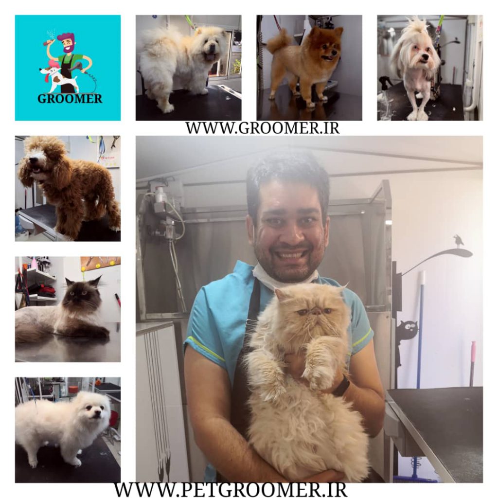 بهترین آرایشگر سگ های ایران