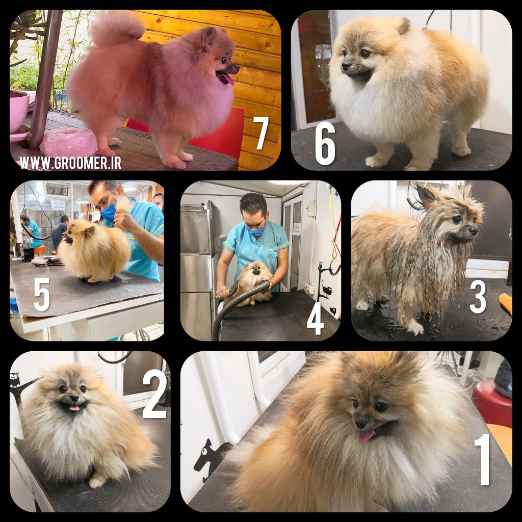 pomeranian groomin