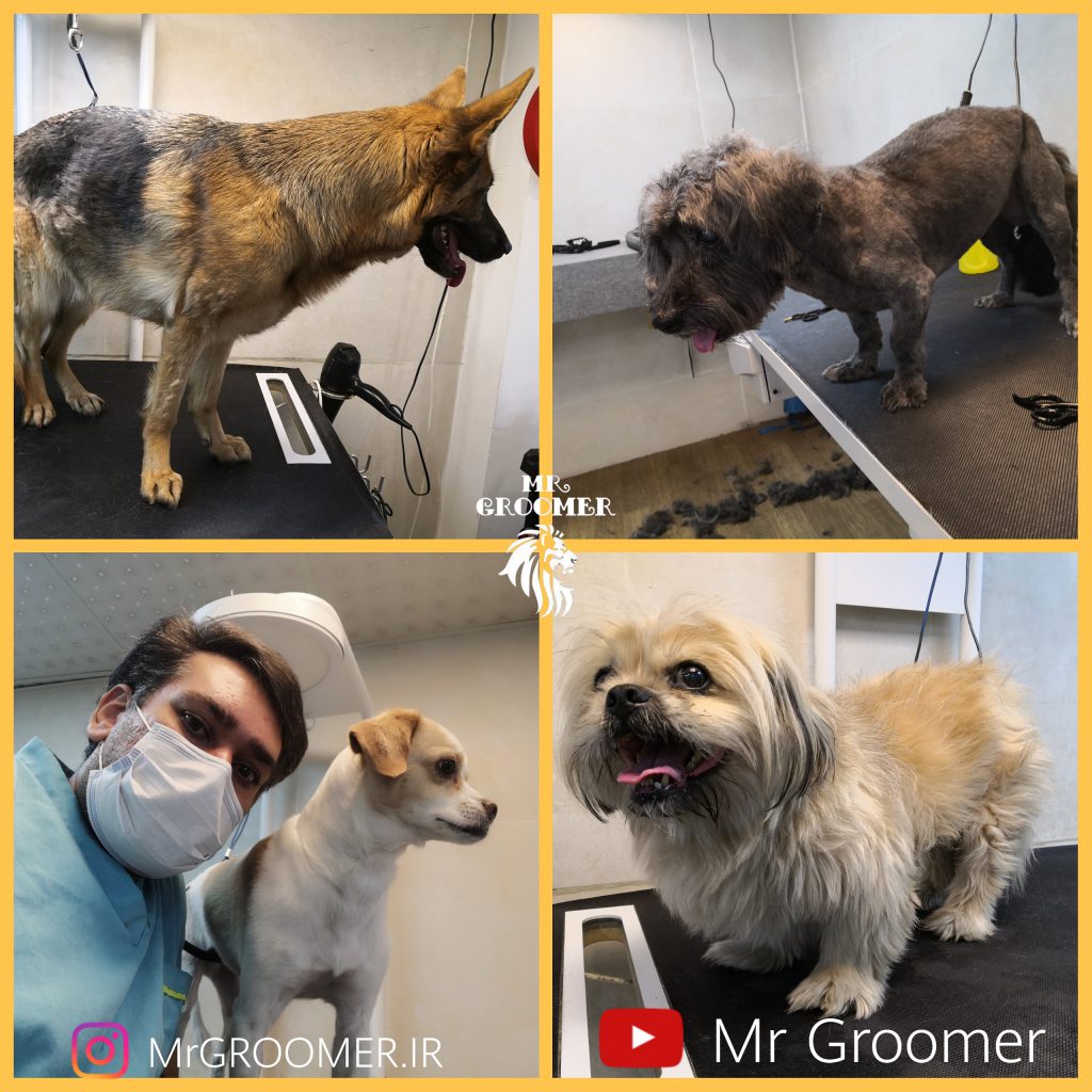 حسام حسینی مستر گرومر Mrgroomer