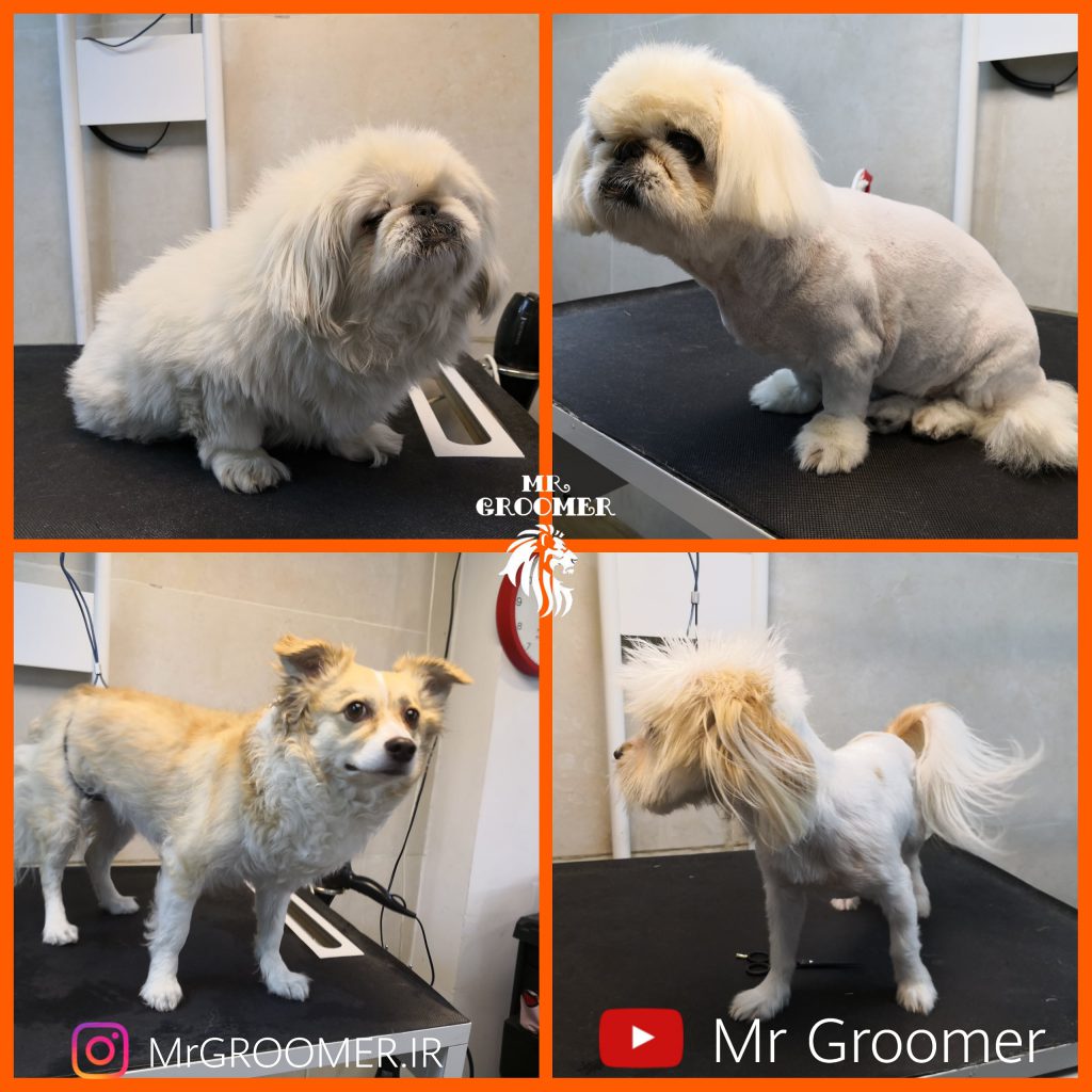 حسام حسینی مسترگرومر Mrgroomer